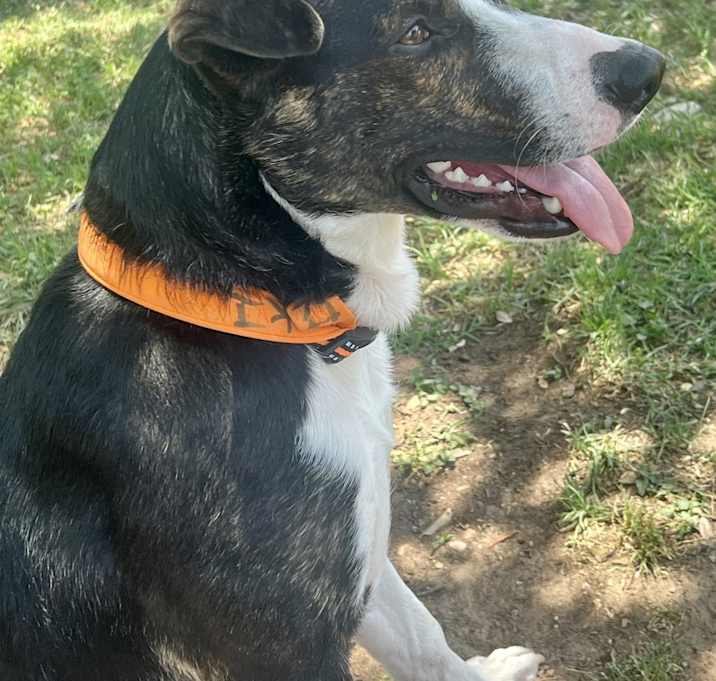 Photo of Loki