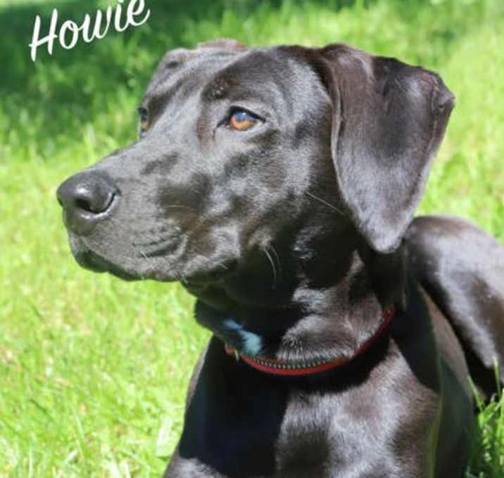 Photo of Howie