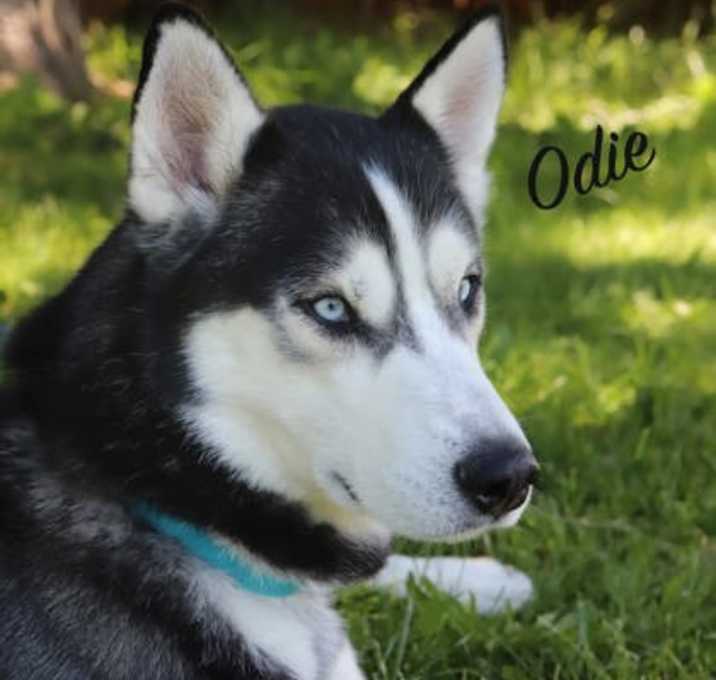 Photo of Odie