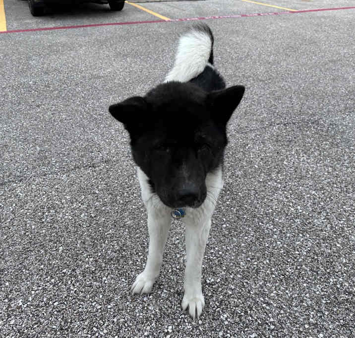 Photo of Domino