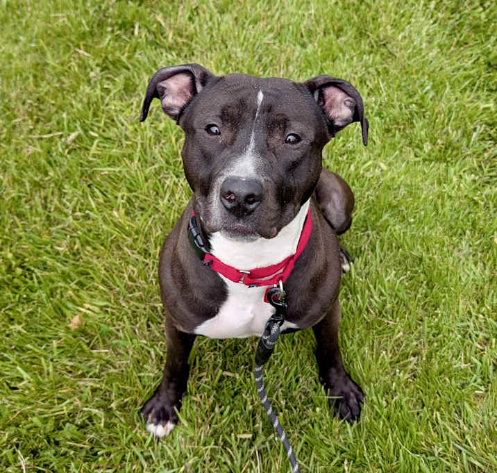 Photo of Stitch