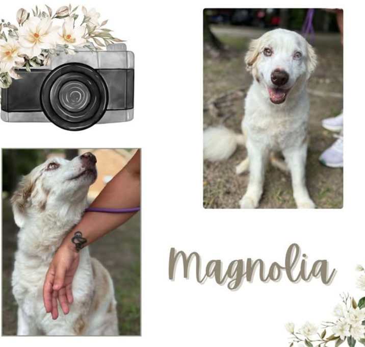 Photo of Magnolia