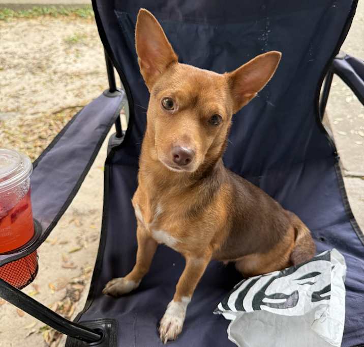 Photo of Ginger