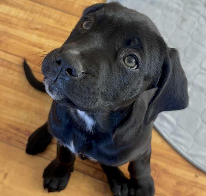 Photo of Marley