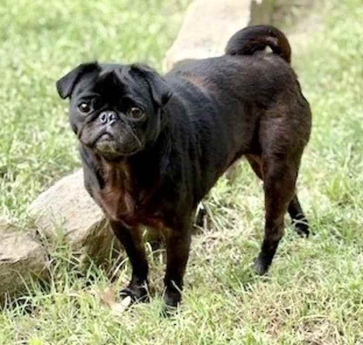 Photo of Stella