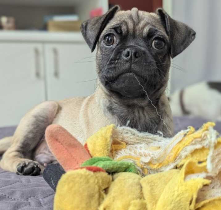 Photo of Ned
