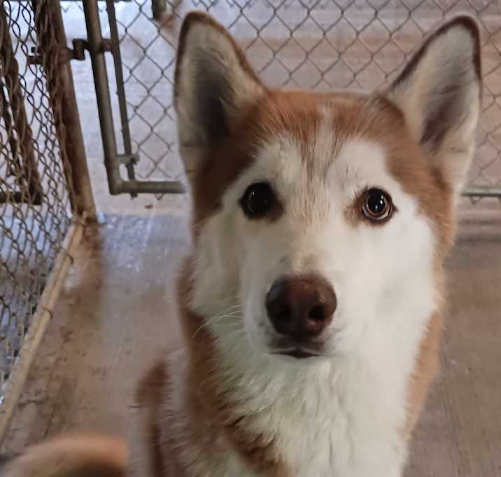 Photo of Loki