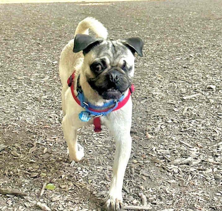 Photo of Pudgey