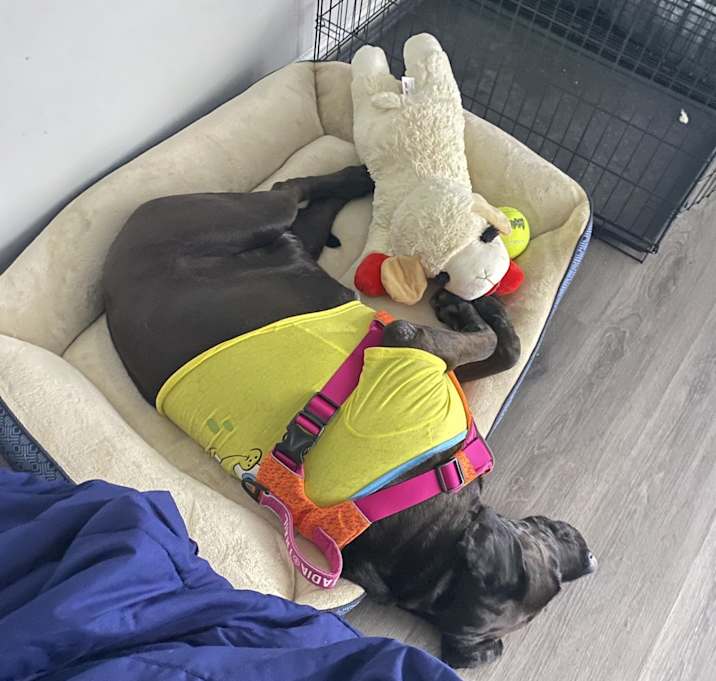 Photo of Scooby