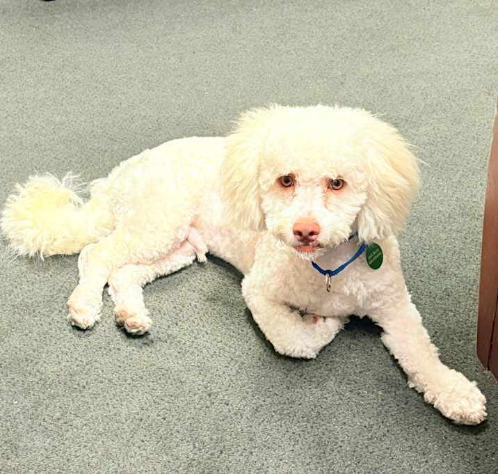 Photo of Bentley