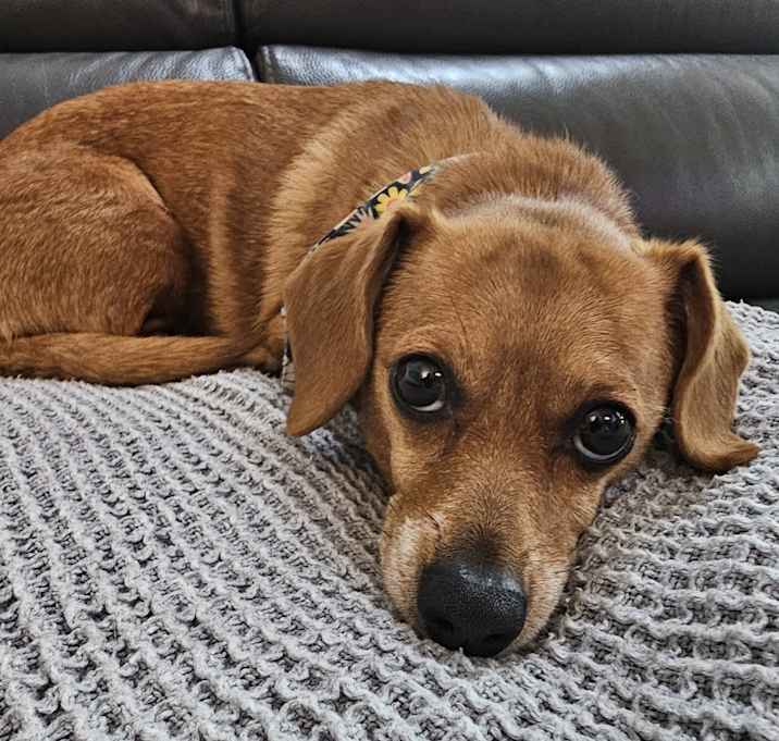 Photo of Ginger