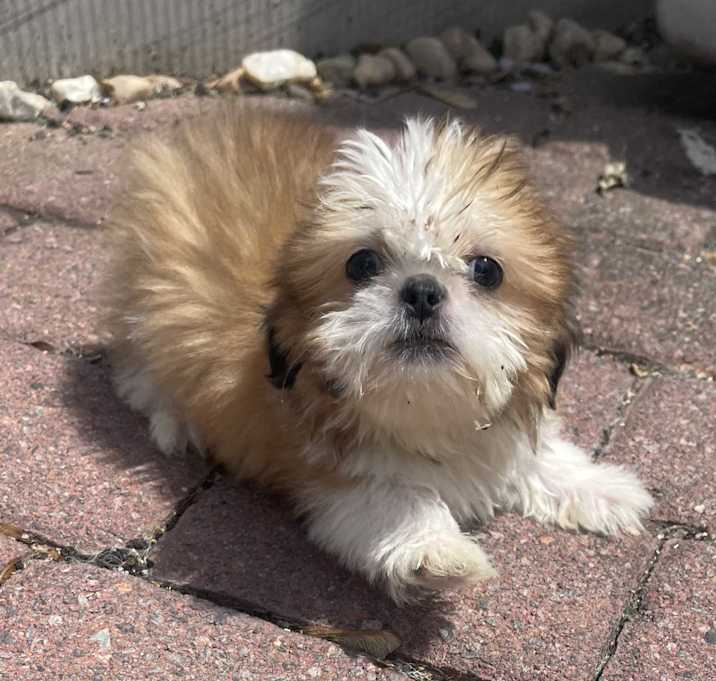 Photo of Timmy