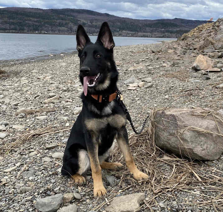 Photo of Mazikeen