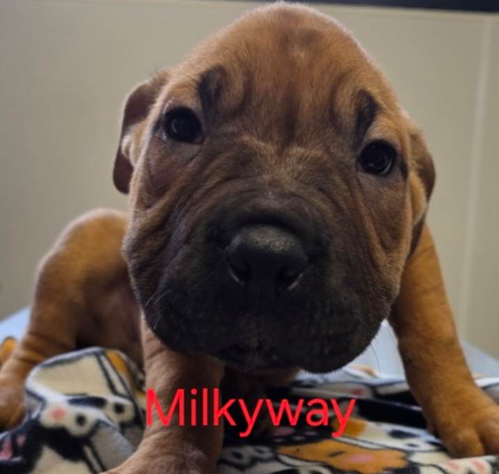 Photo of Milky Way