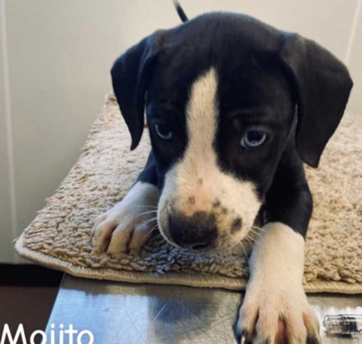 Photo of Mojito