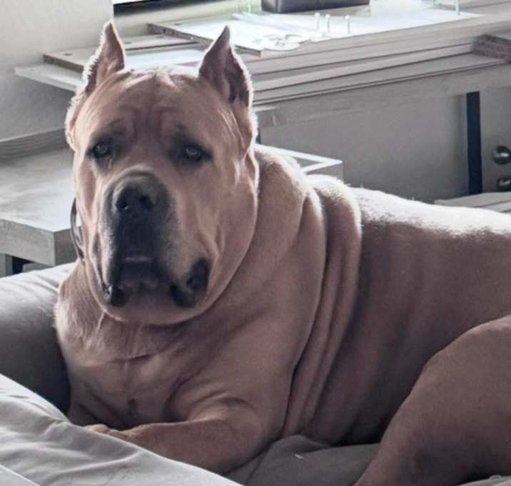 Photo of Gunner