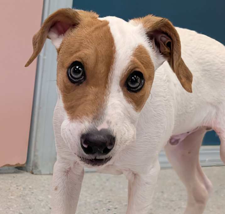 Photo of Banjo