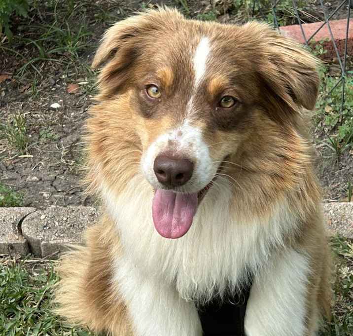 Photo of Buster