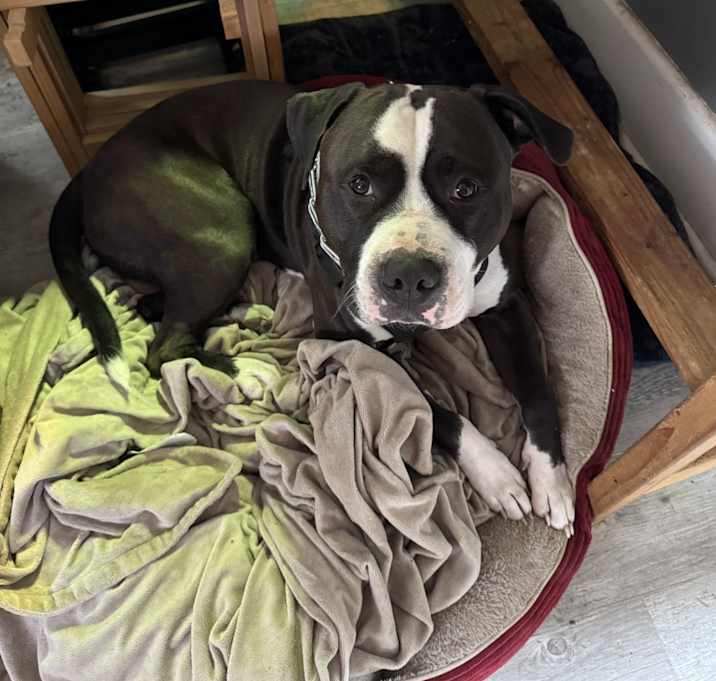 Photo of Bruno
