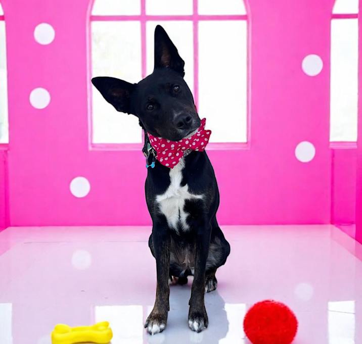 Photo of Ruby-ADOPT Me!