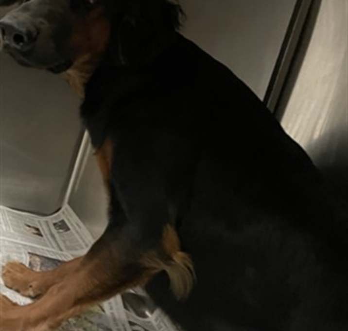 Photo of GOOD BOY