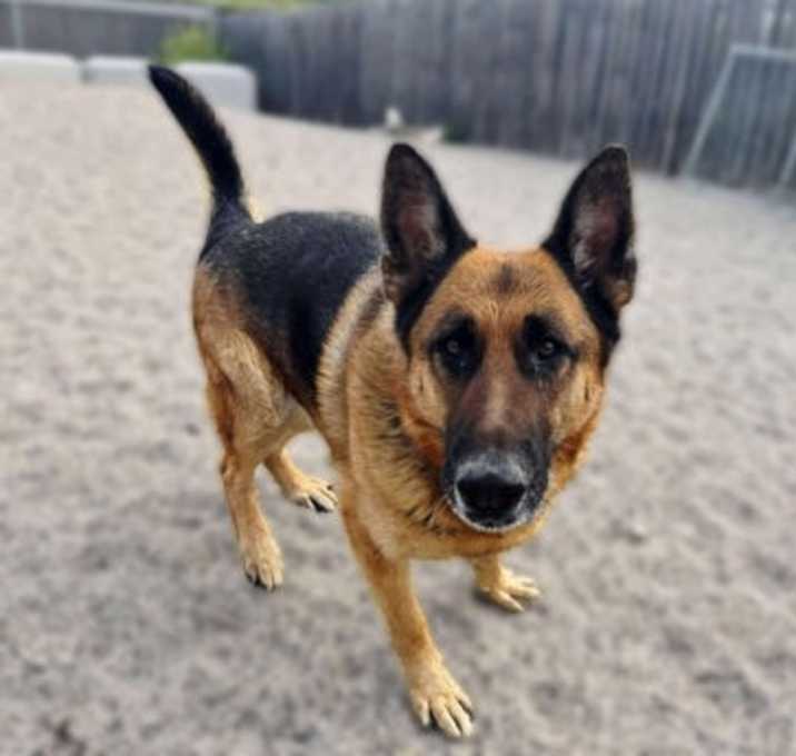 Photo of Buddy