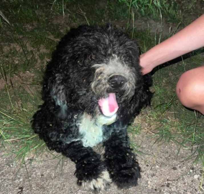 Photo of Baxter