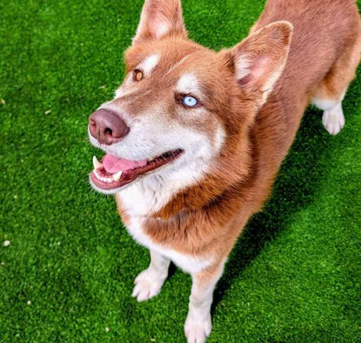 Photo of Scout