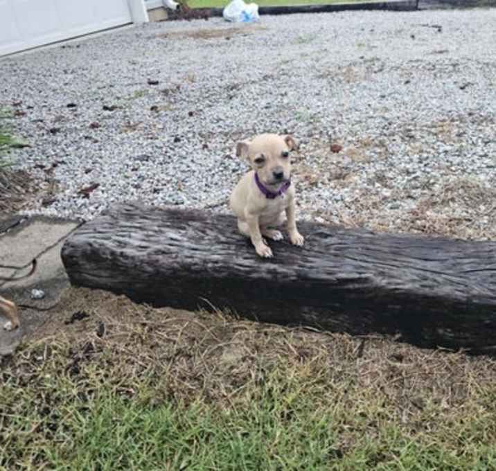 Photo of Stella