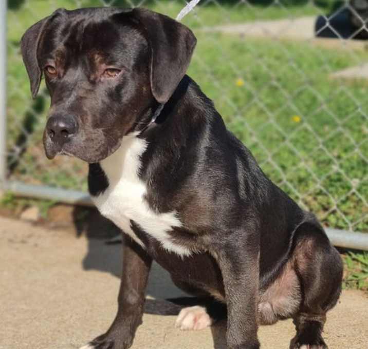 Photo of Sarge
