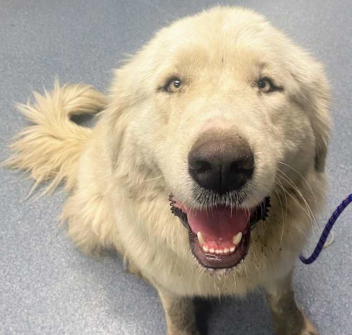 Photo of Nala