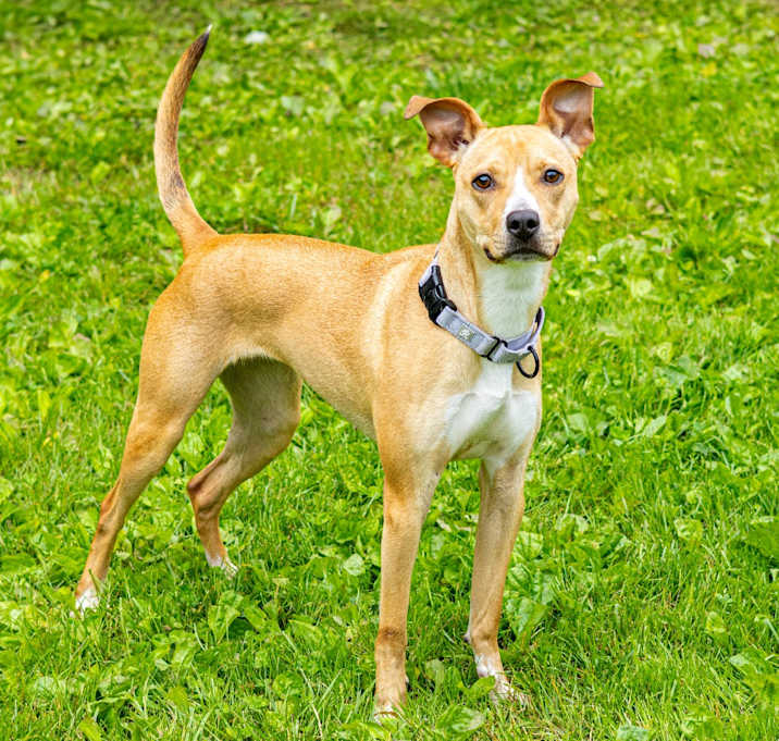 Photo of Honey