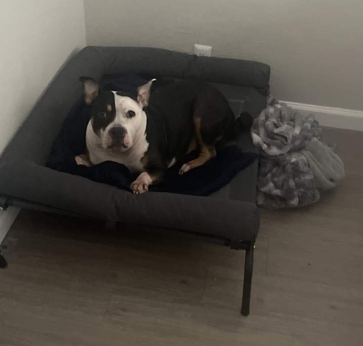 Photo of Rocky
