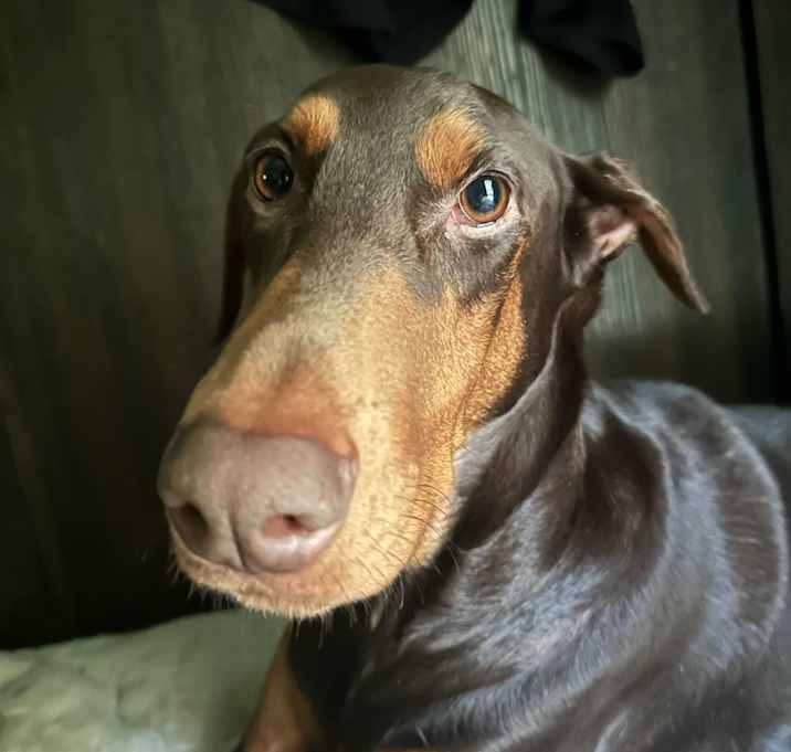 Photo of Lola