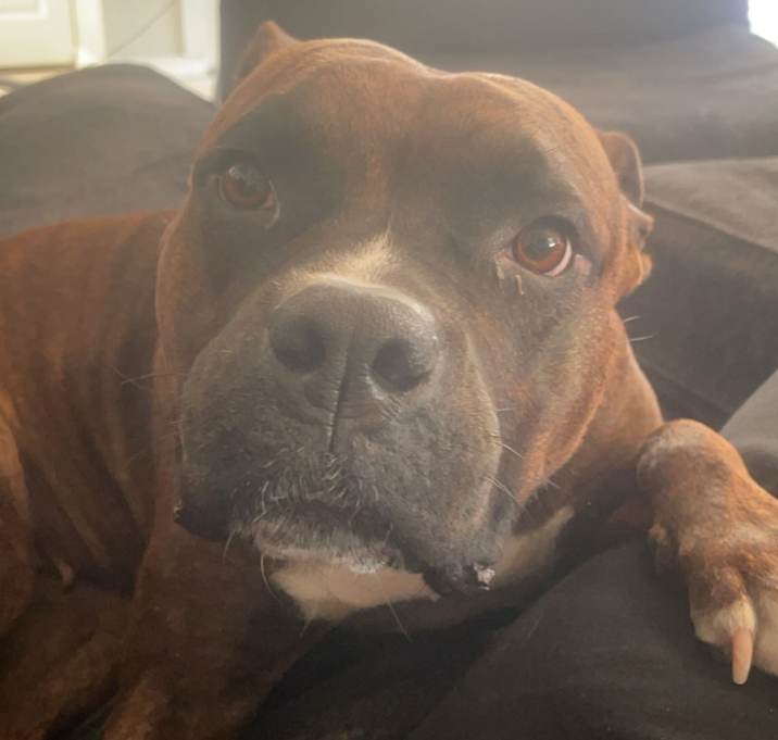 Photo of Snickers