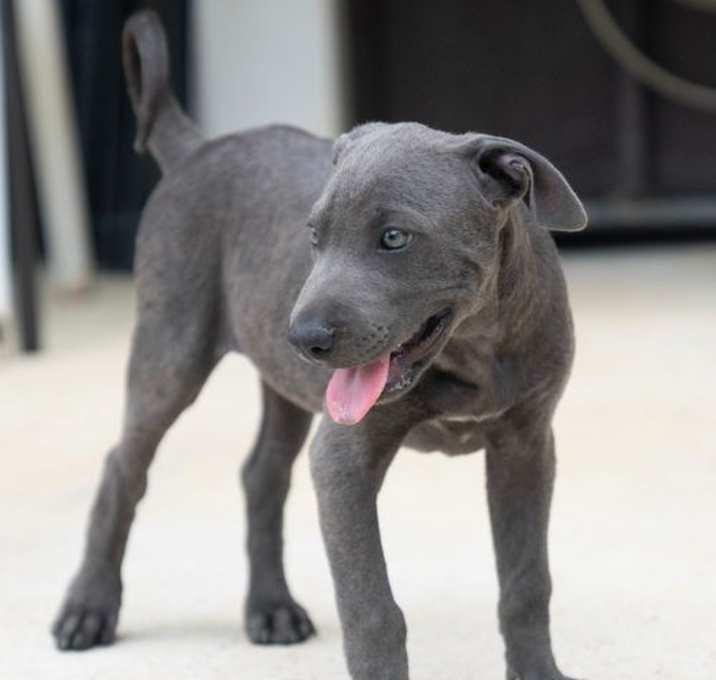 Photo of Babar (Foster in PR)