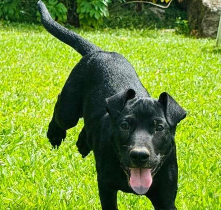 Photo of Binky (Foster in PR)