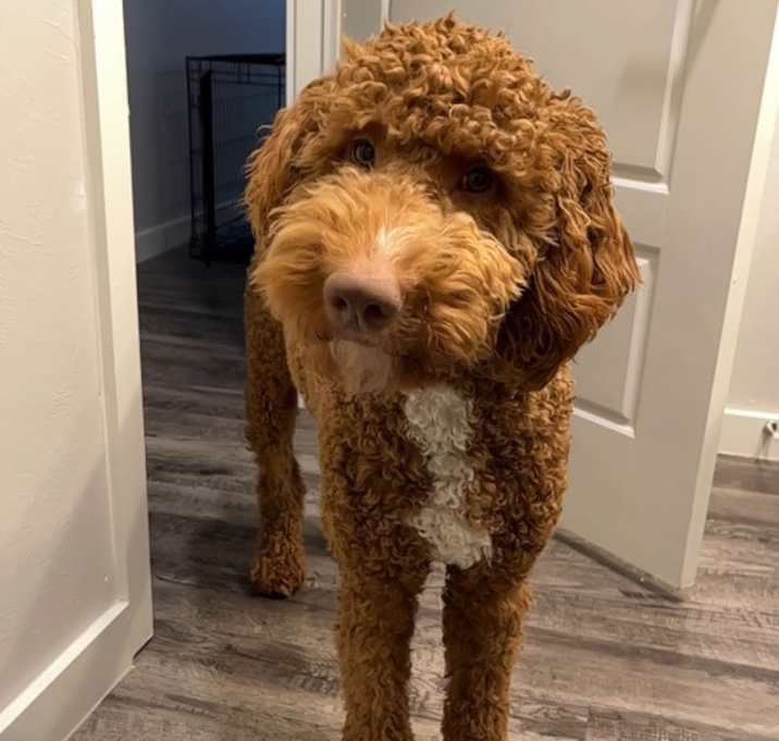 Photo of Nugget