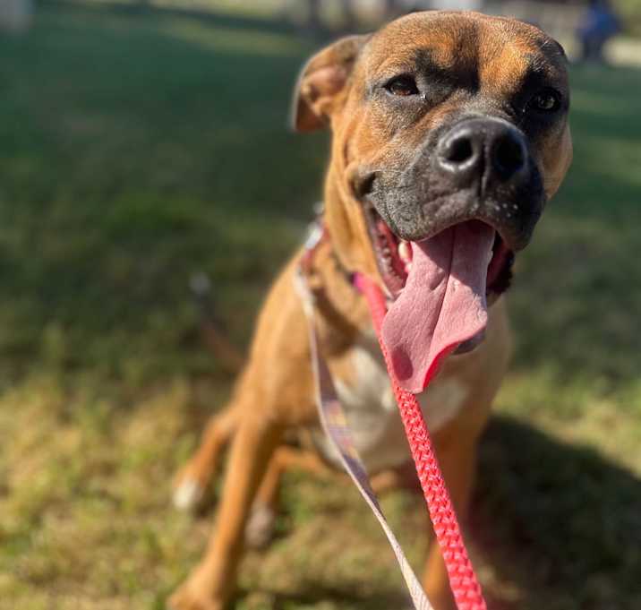 Photo of Maple