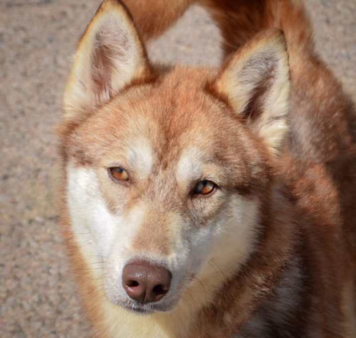 Photo of Daisy