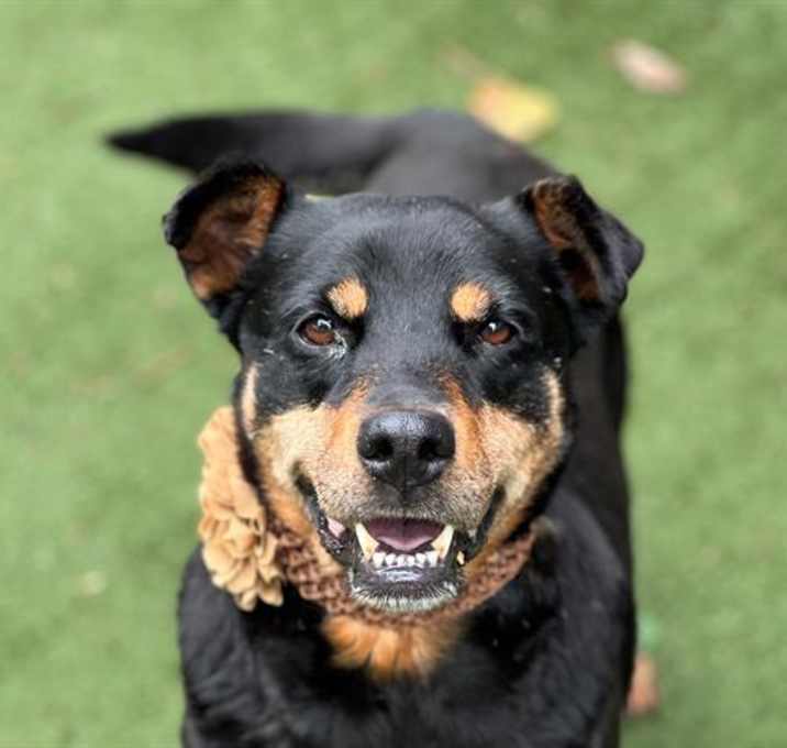 Photo of CALLIE