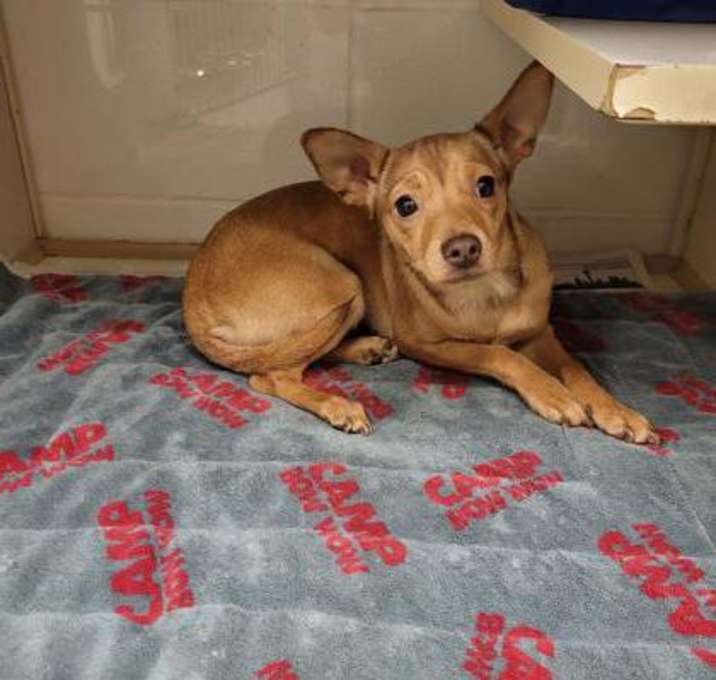Photo of Chica