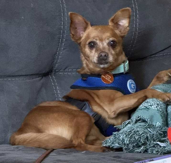 Photo of Pumpkin