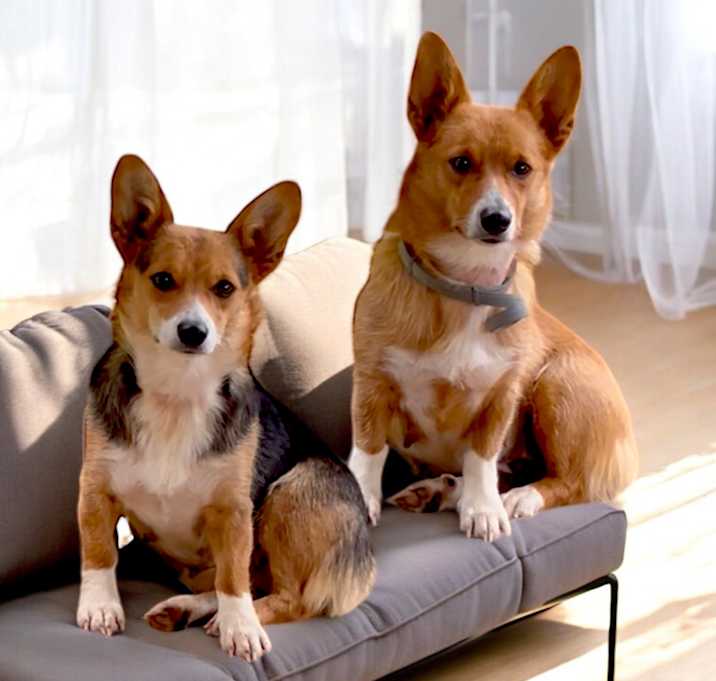 Photo of Tink and Freya Bonded Pair
