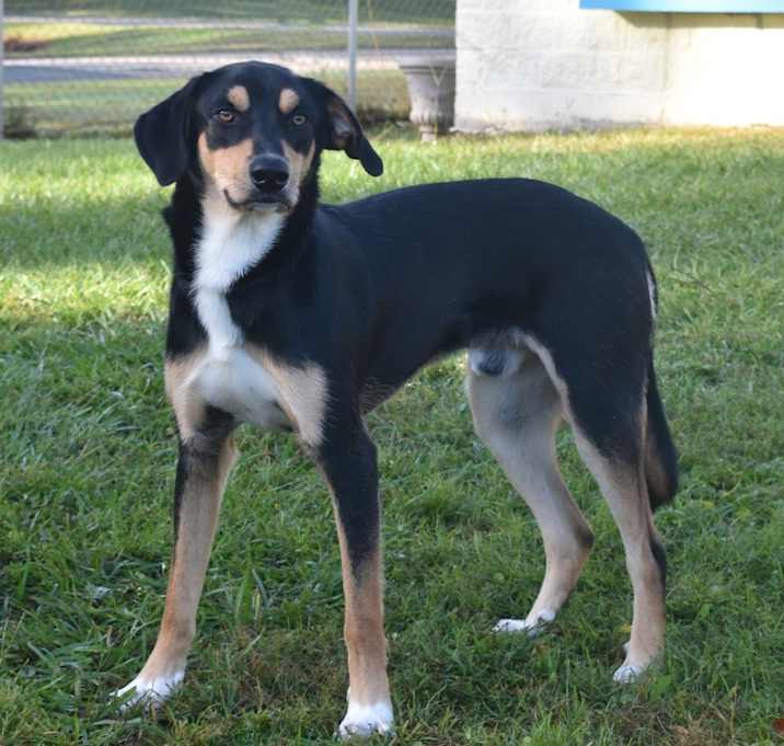 Photo of Dash
