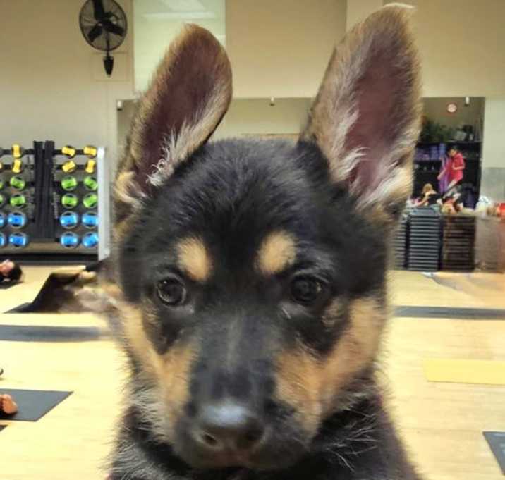 Photo of PUPPY FREYA