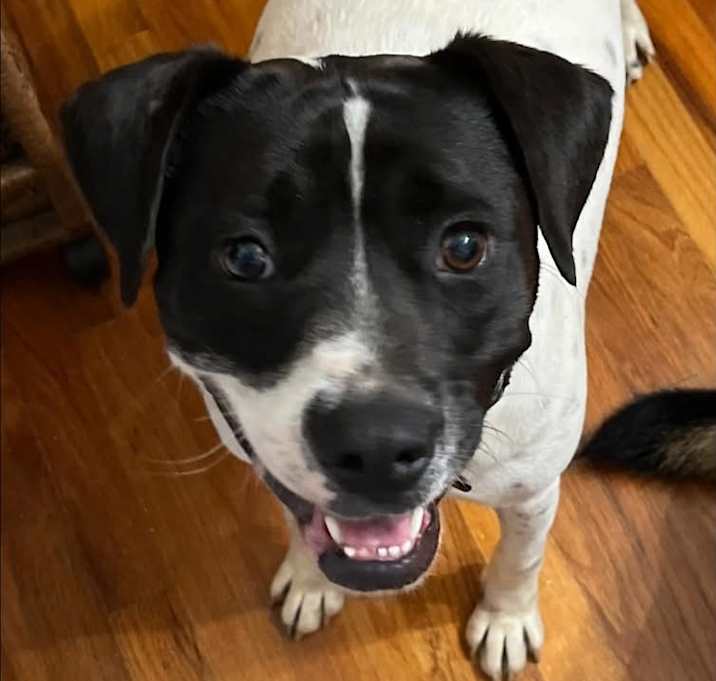 Photo of Spot