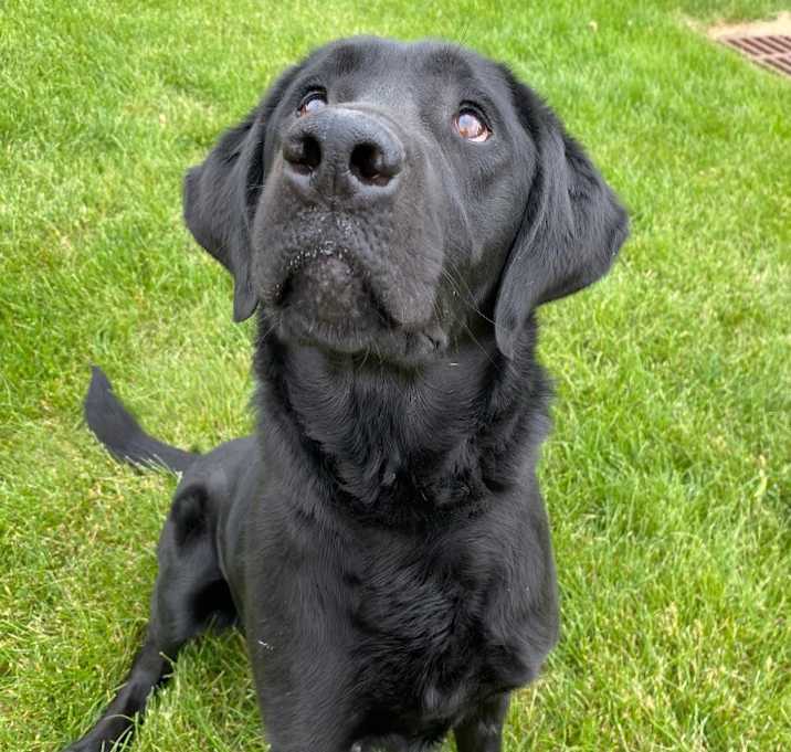 Photo of BLACKIE