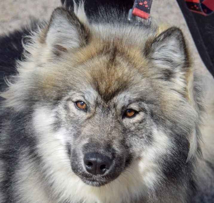 Photo of Moonie