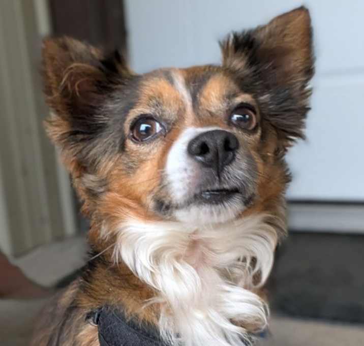 Photo of Rico